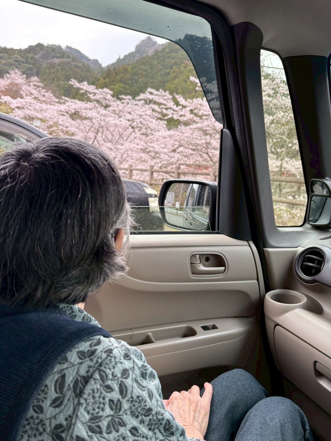 2026お花見の様子