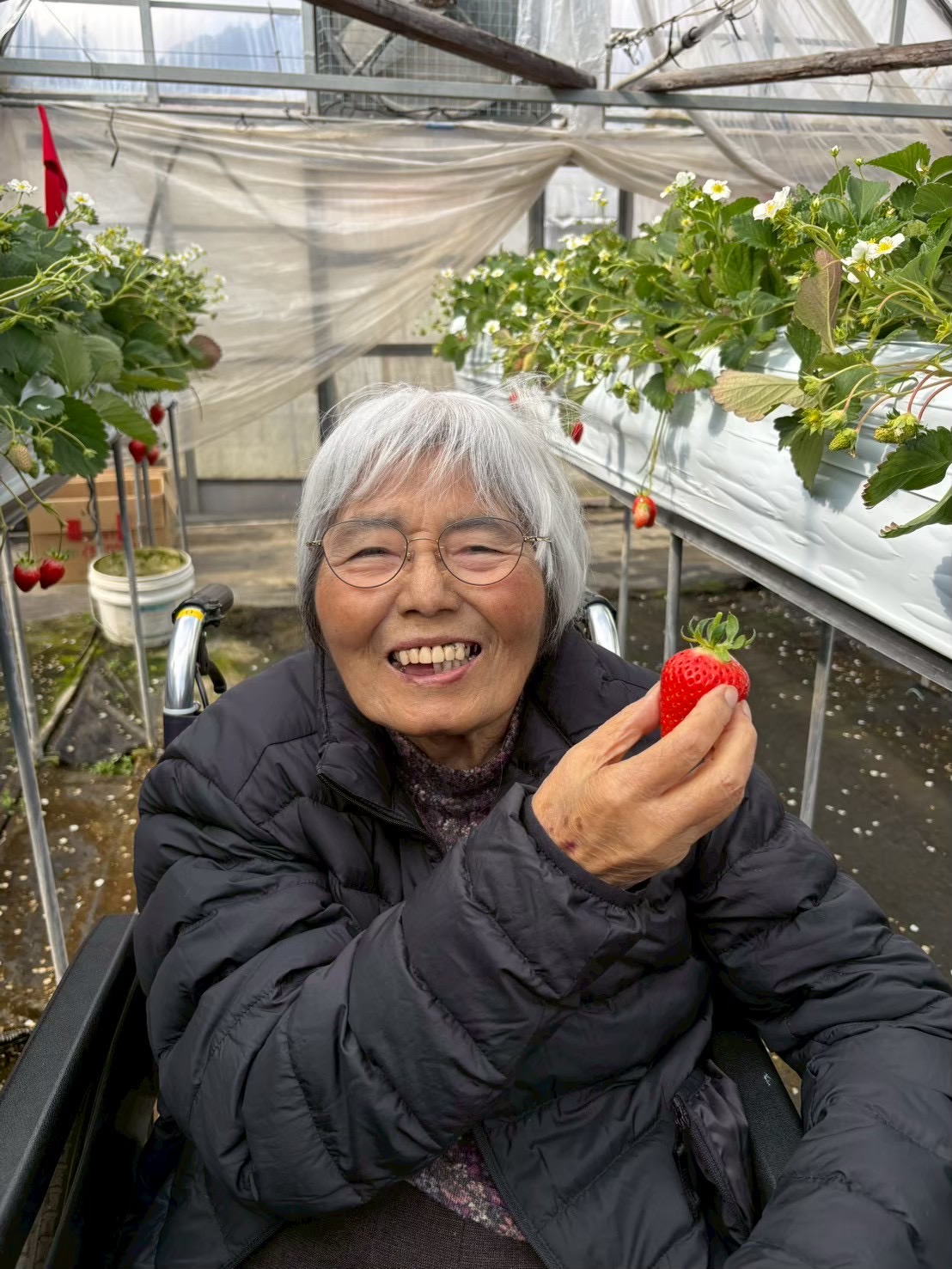 2026いちご狩りの様子